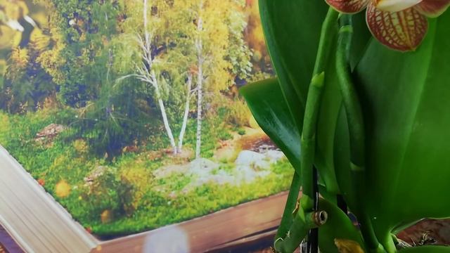 Фаленопсис Белое Яблоко зацвел из боковых почек. Фаленопсис Равелло разные цветы. смотреть онлайн