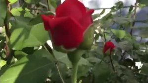 Роза "Восточный Экспресс"!