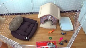 Нам купили собаку! Первая встреча с нашим щенком. Померанский шпиц 2 месяца