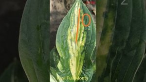 это страшный вирус хосты HVX