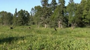 животные Аляска