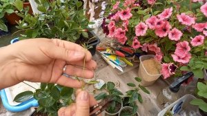 Черенкую и формирую  Дипладению (Мандевиллу)