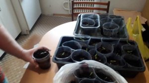 рассада помидор и перца подросла подсыпаем грунт. сорта, которые сажаем