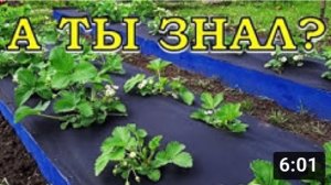 Что делать с КЛУБНИКОЙ во время цветения????