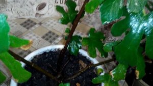 Выращивание инжира в комнатных условиях 3 куст