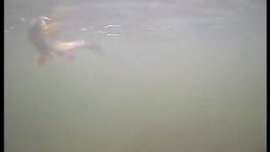 Хариус  на мормышку подводная съемка