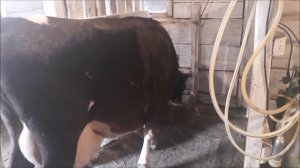 Утро в деревне.  Кормим кур , доим коров.