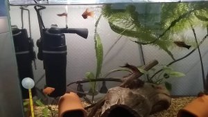 Анциструс тигровый. Новая самка гуппи Красный дракон в аквариуме.