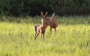 Охота на копытных. Охота на Сибирскую косулю.