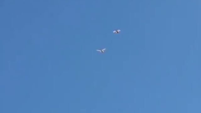 след шоу бойнях голубей в небе смотреть онлайн