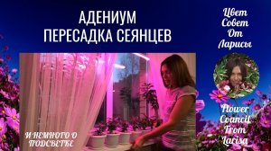 АДЕНИУМ СЕЯНЦЫ ПЕРЕСАДКА ЧАСТЬ 2 24.10.2019