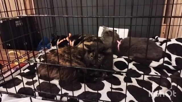 КОТИКИ ИДУТ В НАДЕЖНЫЕ РУКИ смотреть онлайн