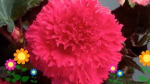 Бегония клубневая (Fimbriata pink). Краткий обзор, описание характеристик, где купить луковицы