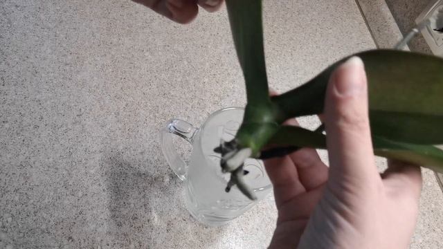 Результат посадки орхидей в пеностекло с цеофлорой смотреть онлайн