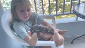 Тайский геккон Токе