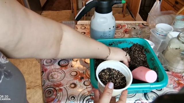Дихондра! Посев семян в домашних условиях!