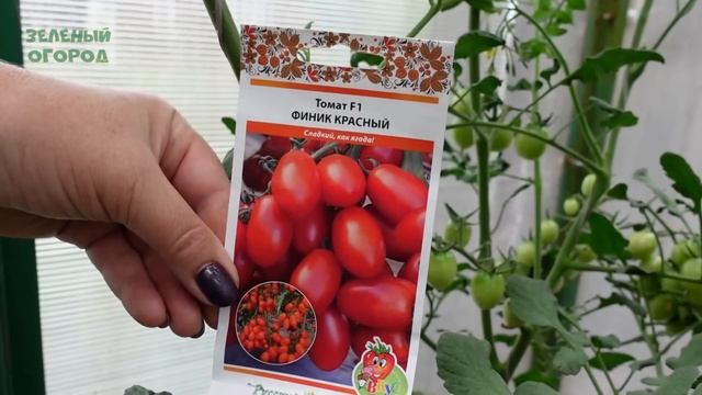Обзор ТОМАТОВ на начало июля! Советы от ЗЕЛЕНОГО ОГОРОДА! смотреть онлайн