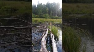 Карело финская лайка подача дичи с воды.