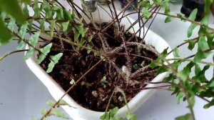 Папоротники. Уход в зимнее время.