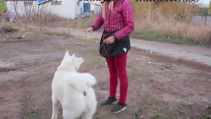 Как дрессировать акиту? Особенности и секреты дрессировки породы акита ину