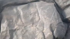 Осеннее черенкование роз Ч.2 Мобильная грядка. Мои черенки в теплице.