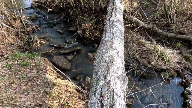 охота на медведя с лайками весной. южный урал. смотреть онлайн