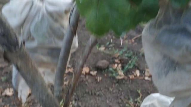 Сорта.Подарок Несвитая,Каталония 14 июля смотреть онлайн