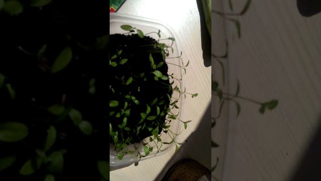 Как сажать петрушка смотреть онлайн