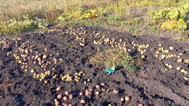 ВЫКОПАЛИ КАРТОШКУ. смотреть онлайн