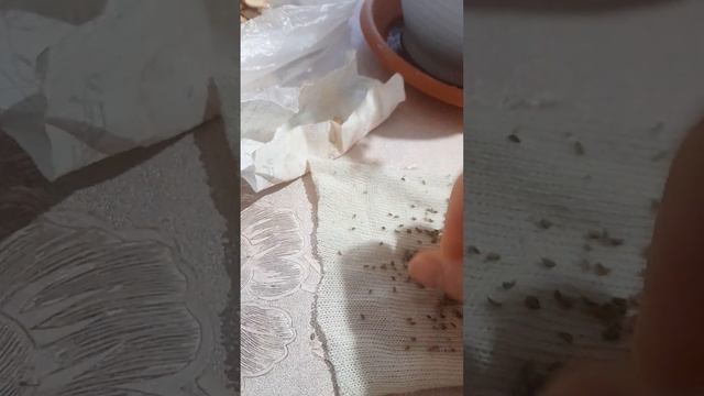 как я бужу семена! петрушка,огурец,тыква,арбуз,дыня! смотреть онлайн