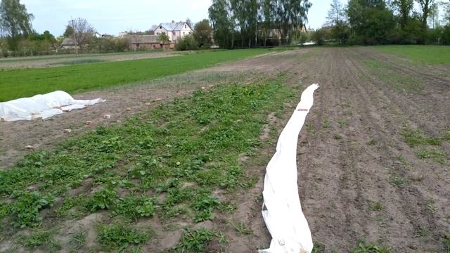 Белое агроволокно помагает ускорить созревание раннего картофеля и других овощей! смотреть онлайн