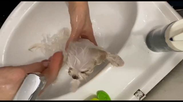 Первый раз купаем щенка мальтезе