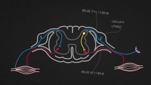 Соматическая рефлекторная дуга