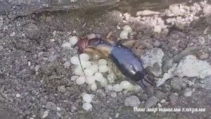 ?#Двухвостка#_?