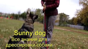 ротвейлер  или немецкая рвчарка  кого выбрать