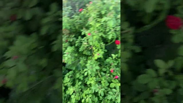 Плетистая Фломентанц