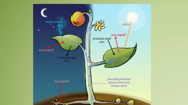 4 Какие у растений секреты смотреть онлайн