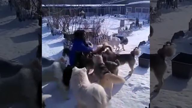 Собачья трапеза в питомнике. Хаски, маламуты и самоедские лайки смотреть онлайн