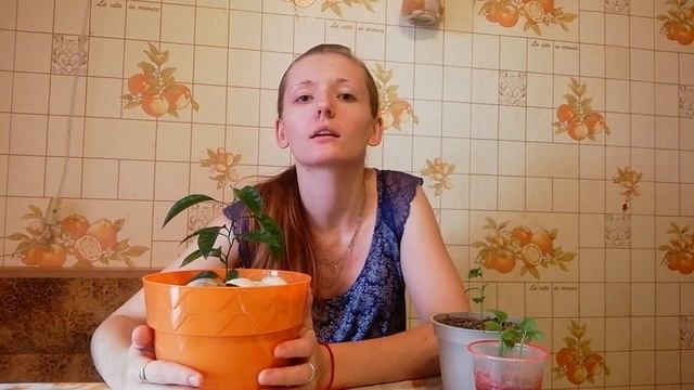 Выращивание лимонов и мандаринов из семечки дома смотреть онлайн