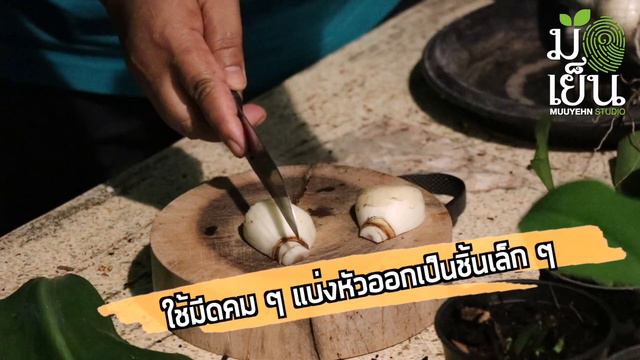 ว่านมหาโชค ผ่าหัว 1 หัวได้ 8 ต้น ขยายพันธุ์อย่างง่าย ใครก็ทำได้ Amazon lily Bulb cutting смотреть онлайн