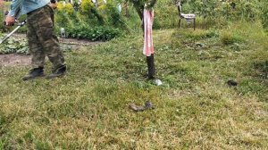 Покос травы старым тримером !!!!