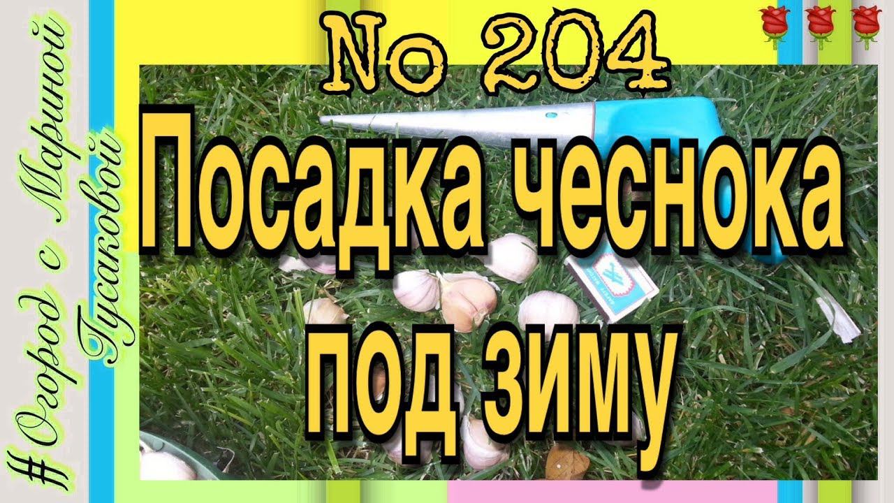 Чеснок сажаем.  Интересный способ посадки Чеснока.