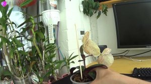 Цветение орхидеи Paphiopedilum leucochilum! Прекрасное цветение!