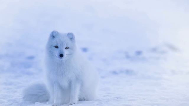 ВРЕМЕНА ГОДА #осень #зима #весна #лето смотреть онлайн