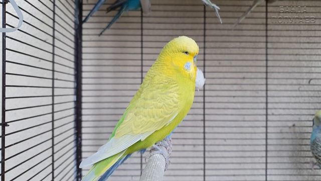 Учим попугая говорить "До вечера!" ? Урок для попугая №179 смотреть онлайн