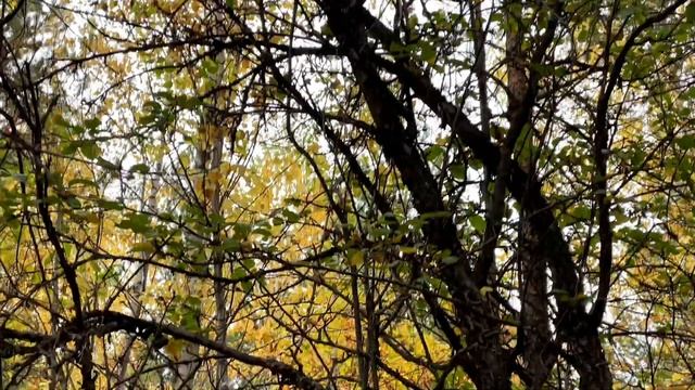ДОМИКИ В ЛЕСУ| наш день |уютный влог #меняемжизнь #уют #glowup