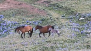 Жеребёнок (А.Розенбаум)