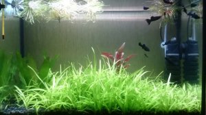 Расплодил Сагитарию ))