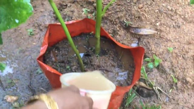 വീട്ടു കൃഷിക്ക് അറിഞ്ഞിരിക്കണം | Flower growing krishi tips in malayalam | Prs kitchen krishi смотреть онлайн