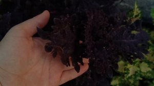 Обзор колеусов часть 2 . Невероятная красота !